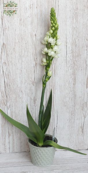 Ornithogalum in pot