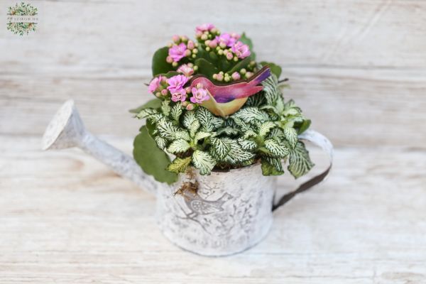 Plant arrangement in can, with bird