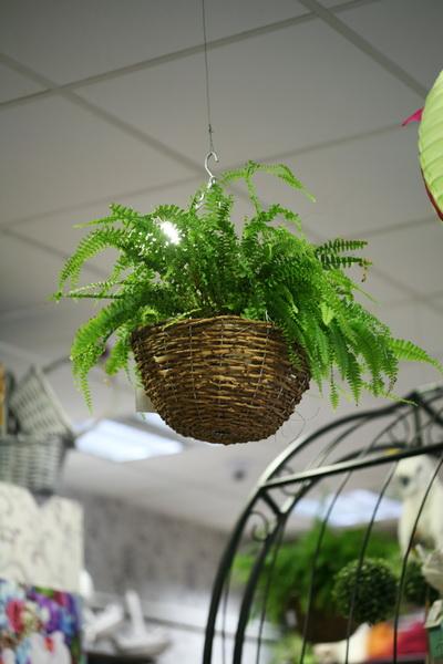 Fern in hanging basket - indoor plant