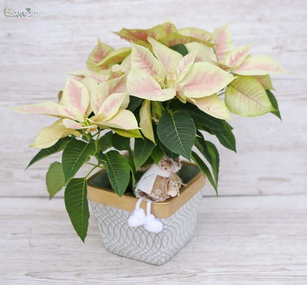Pastel Poinsetia in pot with little girl figure