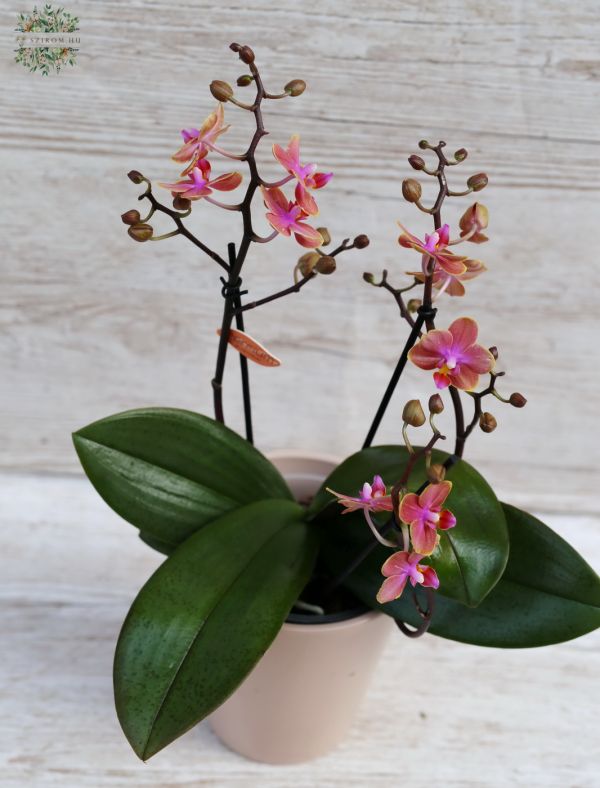 Phalaenopsis multiflora duftend, orange/pink Farbe