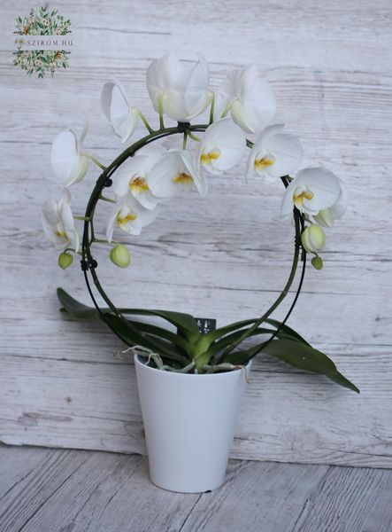 Phalaenopsis Orchidee Rund