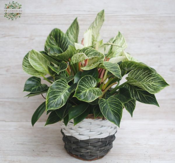Philodendron birkin in a wicker basket