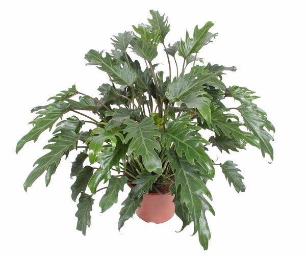 Philodendron xanadu (T:24cm, H:100cm)