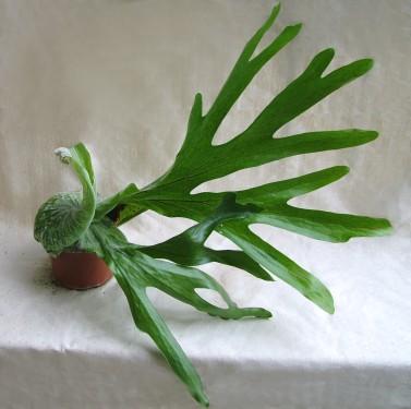 Platycerium bifuractum (40cm) - Zimmerpflanze