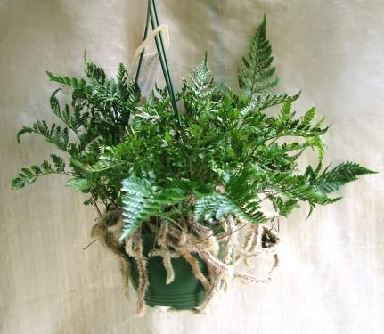 pókpáfrány<br>(25cm) - szobanövény