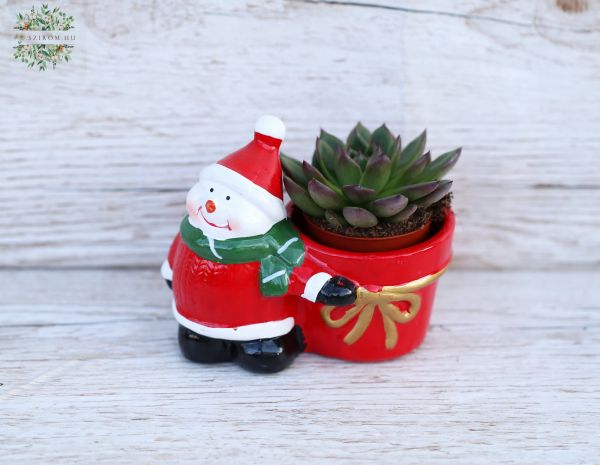 Sukkulente Weihnachtsmanntopf