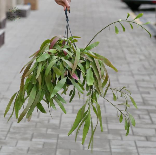 Pseudorhipsalis ramulosa im Hängetopf