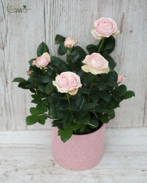 Rose im Keramiktopf (innen - außen Pflanze)