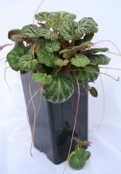 Saxifraga (20cm) - Zimmerpflanze