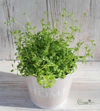 Saxifraga in the pot
