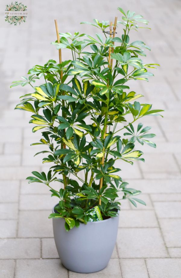 Schefflera im Topf