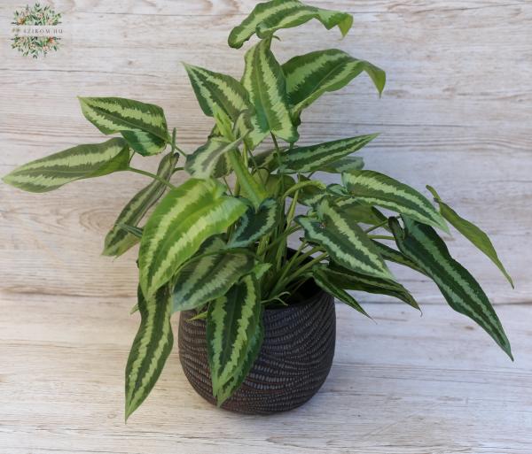 Schismatoglottis Walichii in pot