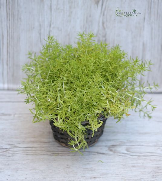 Sedum yellow star in basket (outside plant)