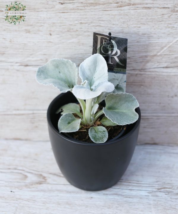 Senecio Angel Wings  (gartenpflanze)