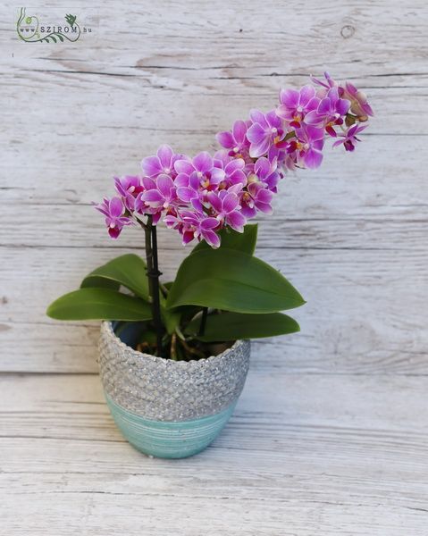 sokvirágú mini Phalaenopsis kaspóval