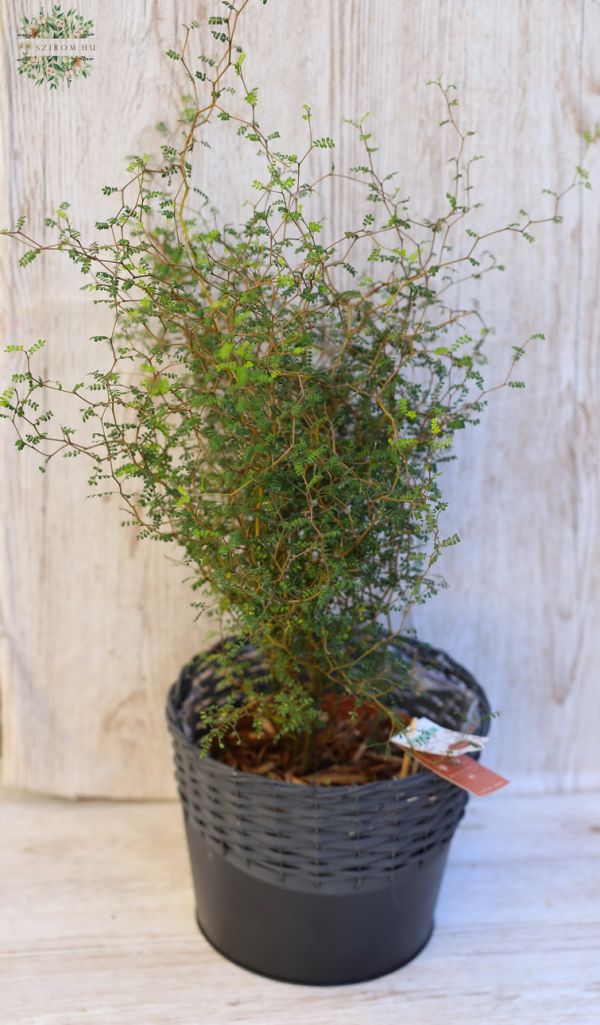 Sophora postrata im Korb