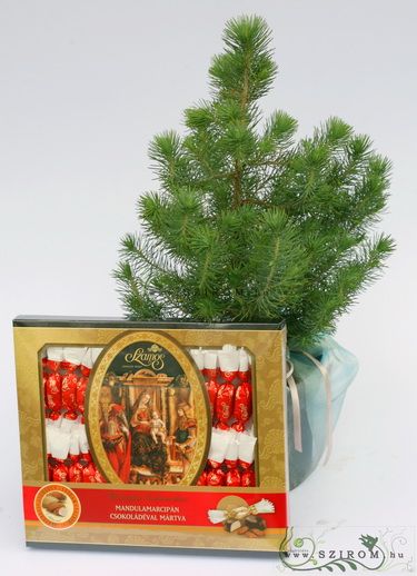 Christmas marzipan with silver spruce - outdoor plant