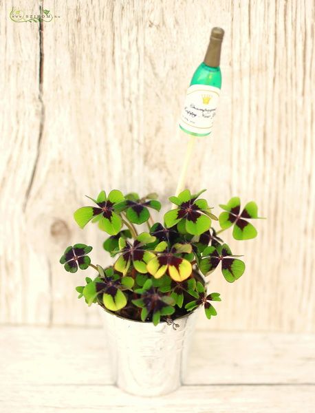 Glück bringende Oxypetalum im Topf, mit Mini Champagner Dekor
