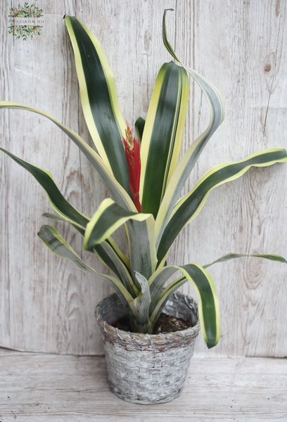 Bromelie mit bunten Blättern