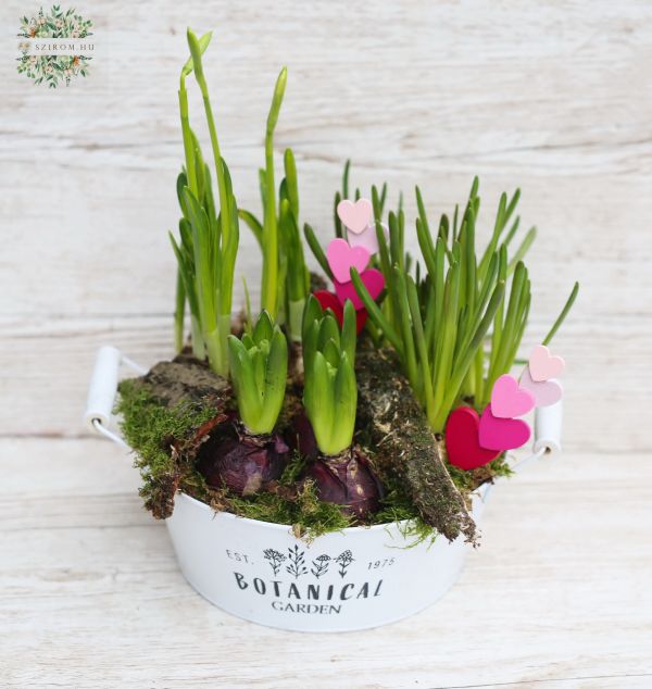 Spring plants in a tin pot 