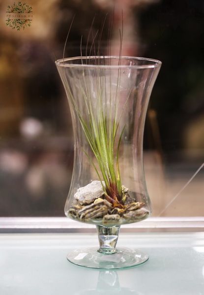 Tillandsia talpas vázában