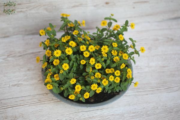Sanvitalia Pflanzen in Metallkisten (30cm diameter)