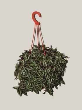 Tradescantia zebrina<br>(zebrapletyka)<br>(40cm) - szobanövény