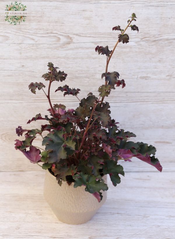 Heuchera Micrantha 'Palace Purple' im Topf