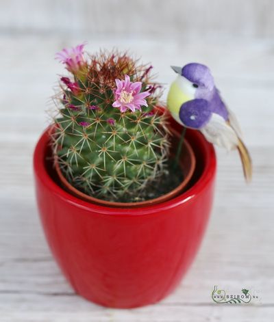 Blooming cactus with bird