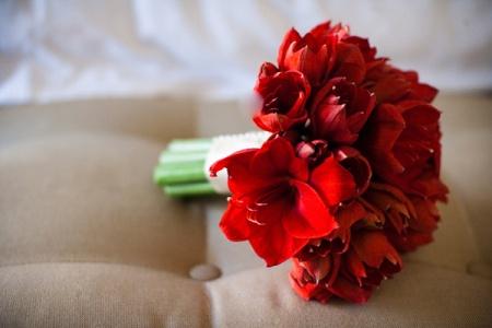 red dream of amaryllis (7 stems)