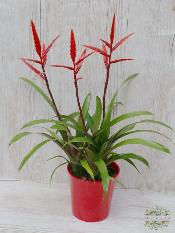Vriesea Elanin a pot