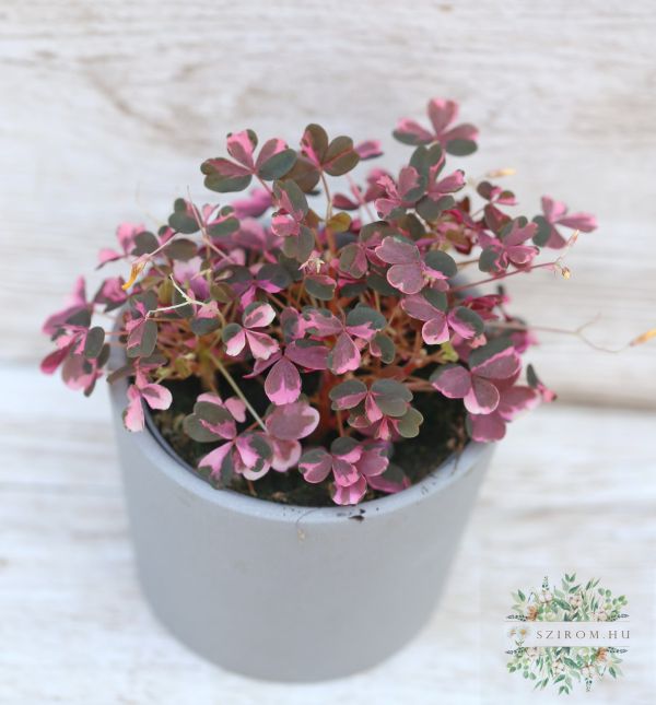 Oxalis Vulcan Pink im Topf