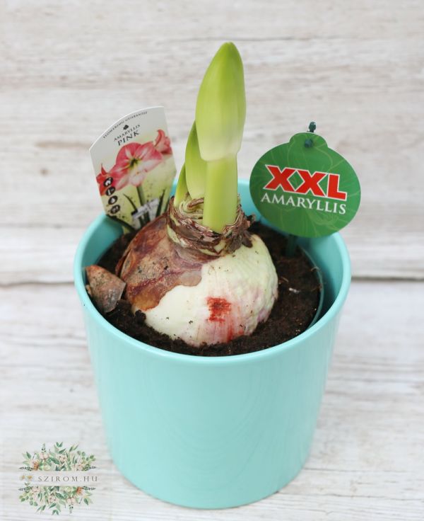 XXL Amaryllis in verschiedenen Farben im Topf