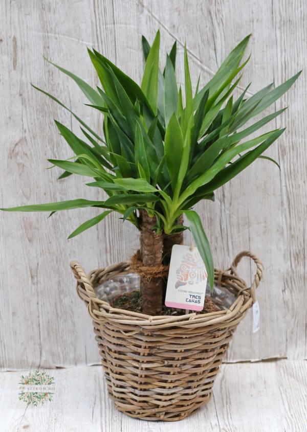 Yucca im Korb