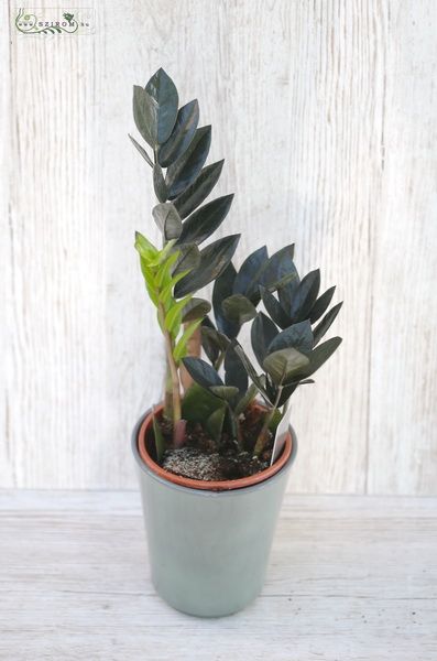 Zámia kaspóval 30cm