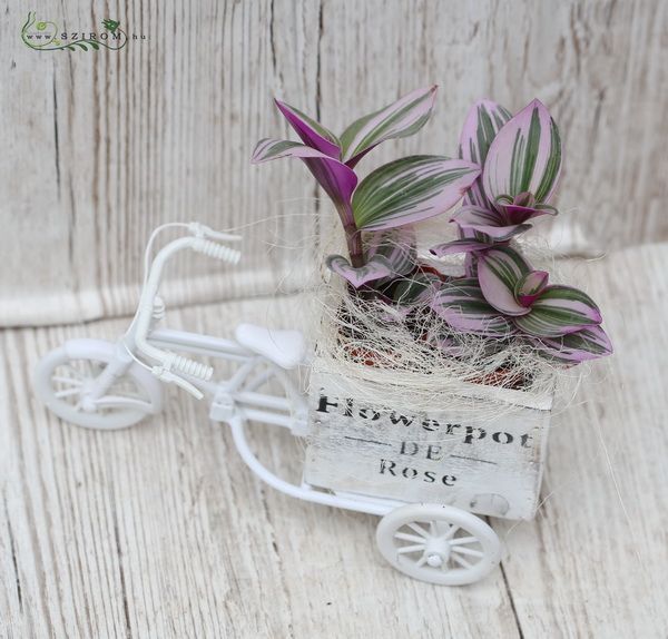 Tradescantia im Vahrrad Topf