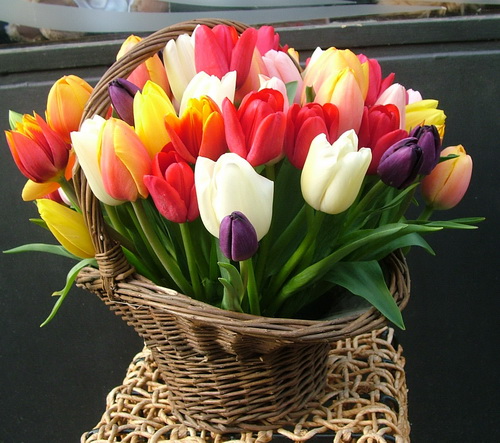 Blumenlieferung nach Budapest - 50 Tulpen in einem Korb (40cm)