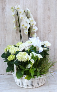 l&aacute;nyk&eacute;r&eacute;s m&aacute;juskos&aacute;r