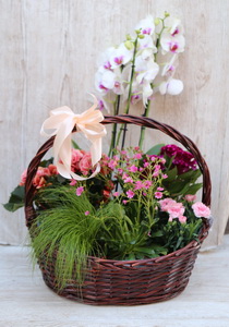 nagy m&aacute;juskos&aacute;r