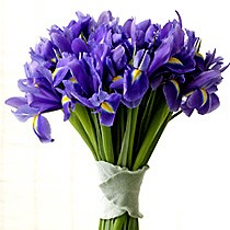 flower delivery Budapest - 20 stems of irises
