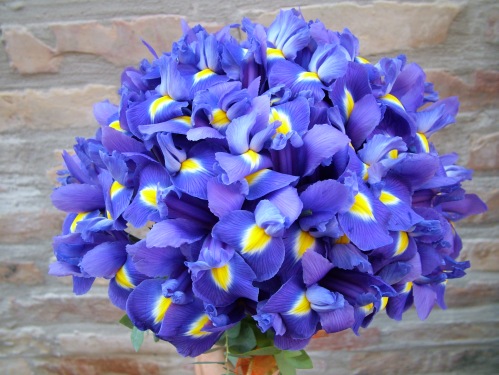 flower delivery Budapest - round bouquet of 40 irises