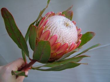 flower delivery Budapest - protea (silky smooth :))