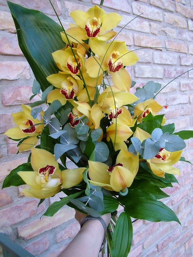 Virágküldés Budapest - orchidea hosszúcsokor
