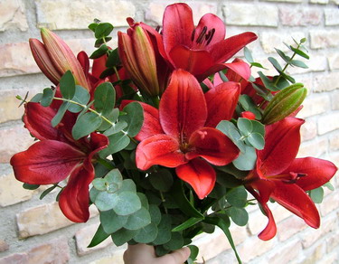 flower delivery Budapest - 10 aisiatic lilies, dark red with eucaliptus