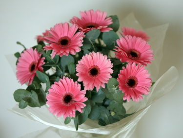 flower delivery Budapest - 10  gerbera daisies