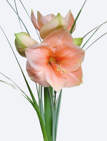 flower delivery Budapest - amaryllis with greenery (the color is changing)