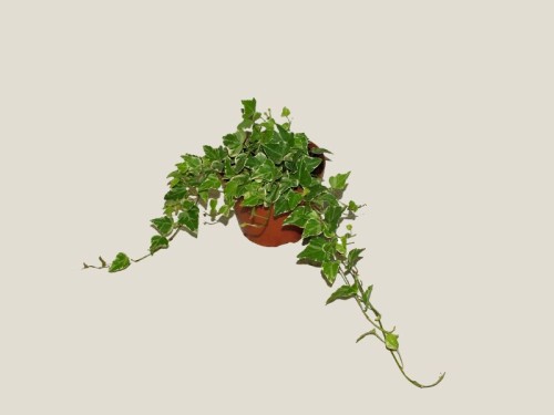 Blumenlieferung nach Budapest - Hedera helix (35cm) - Zimmerpflanze