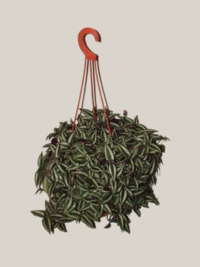 flower delivery Budapest - Tradescantia zebrina<br>(40cm) - indoor plant