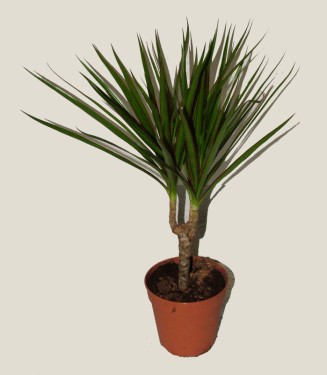Virágküldés Budapest - Dracaena marginata kaspóban<br>(dracéna)<br>(30cm) - szobanövény